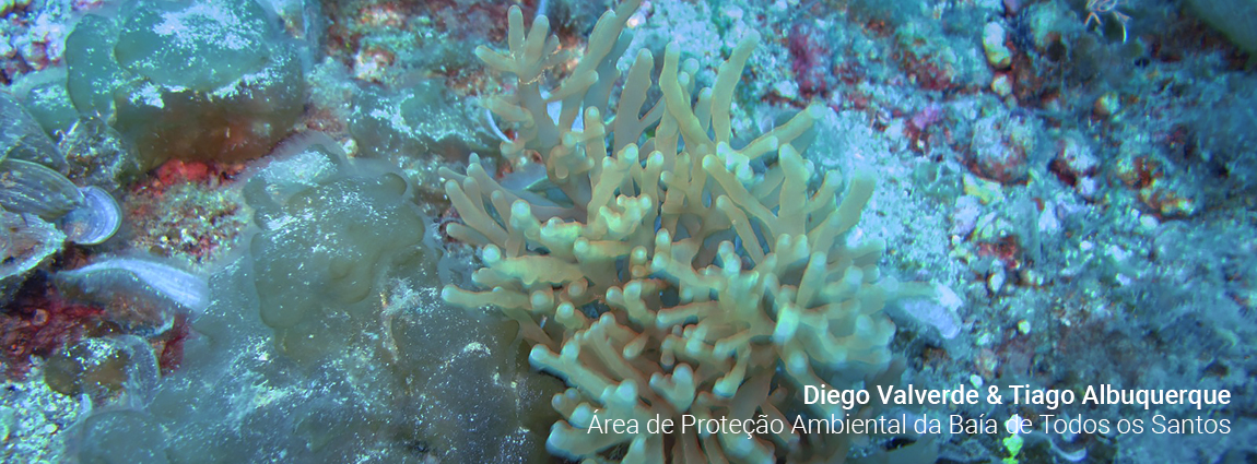 Área de Proteção Ambiental da Baía de Todos os Santos